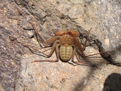 Phrynus asperatipes
