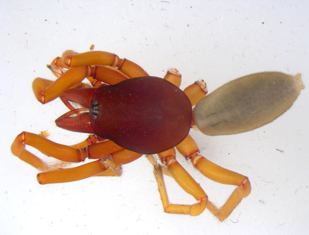 Dysdera undecima