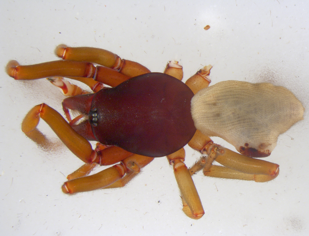 Dysdera quindecima