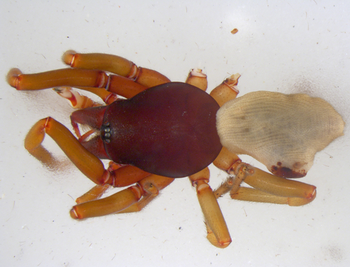 Dysdera quindecima