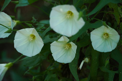Calystegia macrostegia arida