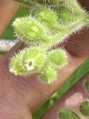 (c) Amy Huie, some rights reserved (CC BY) Boykinia rotundifolia, photograph (c) Amy Huie, some rights reserved (CC BY)