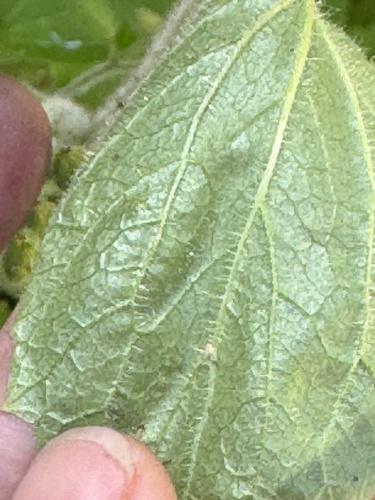 Boykinia rotundifolia, photograph 6