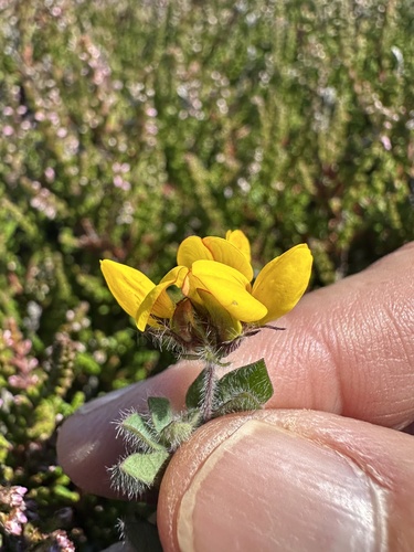 Lotus subbiflorus, photograph 5