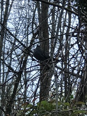 Dumetella carolinensis