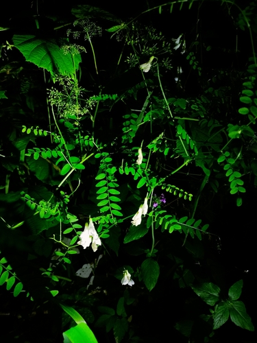 Wood Vetch