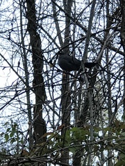 Dumetella carolinensis