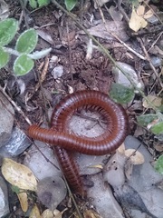 Orthoporus texicolens