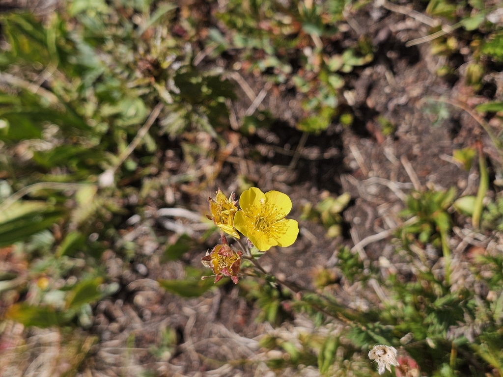 Geum rossii; photograph author not stated, no rights reserved