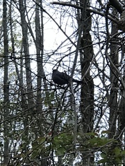 Dumetella carolinensis