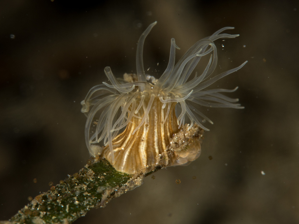 eelgrass anemone