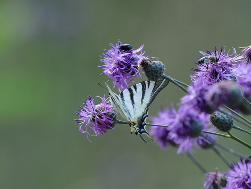 Scarce Swallowtail