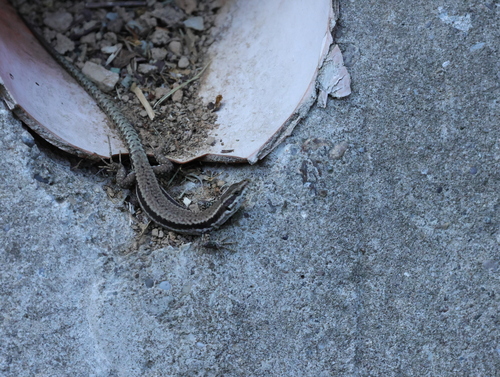 Common Wall Lizard