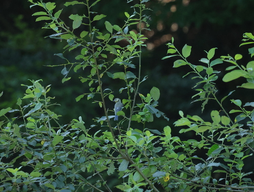 Eurasian Blue Tit