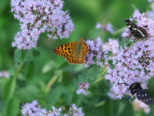 Queen of Spain Fritillary