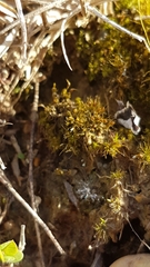 Pleuridium subulatum