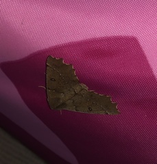 Odontopera bidentata