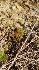 Pleuridium subulatum