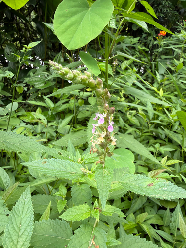Teucrium vesicarium observed 2026-07-14