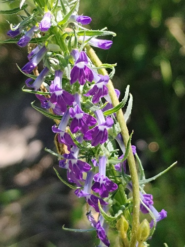 Lobelia fenestralis, photograph 3