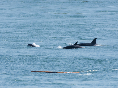 Sighting photo