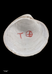 Zemysina globus