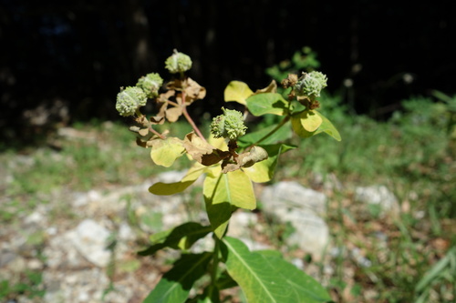 Euphorbia hyberna, photograph 3