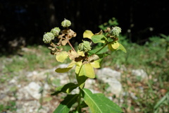 Euphorbia hyberna, photograph (c) Clément Maouche, some rights reserved (CC BY)
