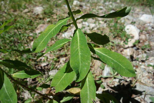 Euphorbia hyberna, photograph 2