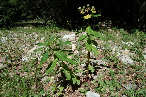 Euphorbia hyberna, photograph 1