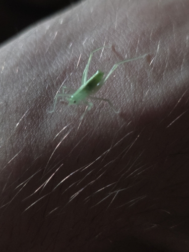 Schmidt's Bright Bush-cricket