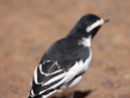 iNaturalist image