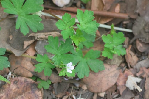 Geranium homeanum observed 2026-07-09