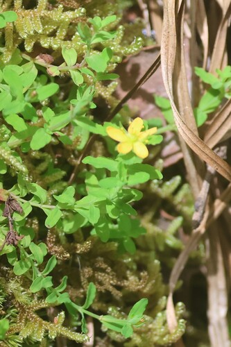 Hypericum parvulum observed 2026-07-09