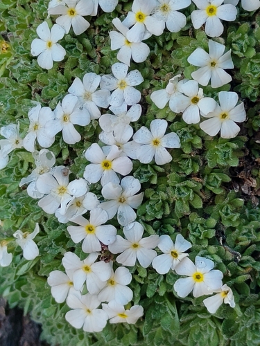 Androsace alpina, photograph 5