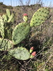 Opuntia × vaseyi