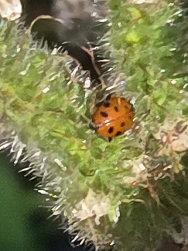 iNaturalist observation photo of Convergent Lady Beetle