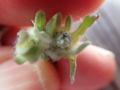 Psilocarphus brevissimus