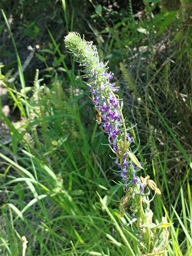 Lobelia fenestralis, photograph 5