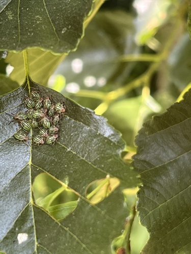 Parent Bug