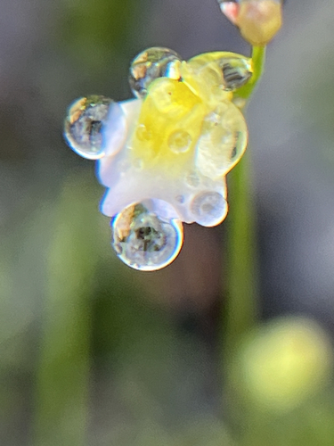 Utricularia bisquamata, photograph 4