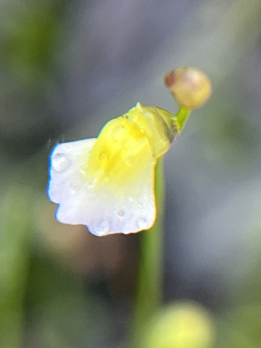 Utricularia bisquamata, photograph 5