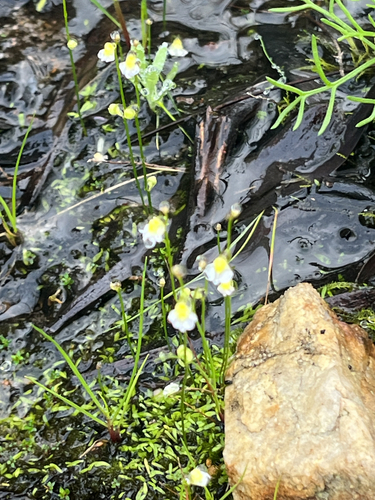 Utricularia bisquamata, photograph 3