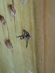 Parancistrocerus declivatus