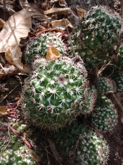 Mammillaria scrippsiana