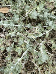 Stemodia lanata