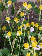 Gomphrena serrata