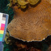Lamarck's Sheet Coral - Photo (c) Ryan McMinds, some rights reserved (CC BY)