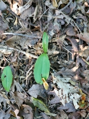 Galearis spectabilis