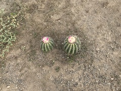 Melocactus curvispinus